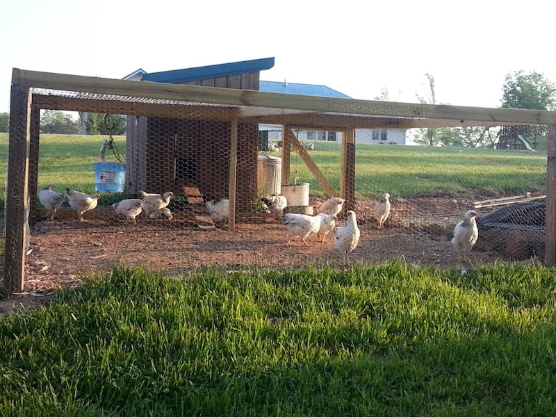 DIY chicken coop with run