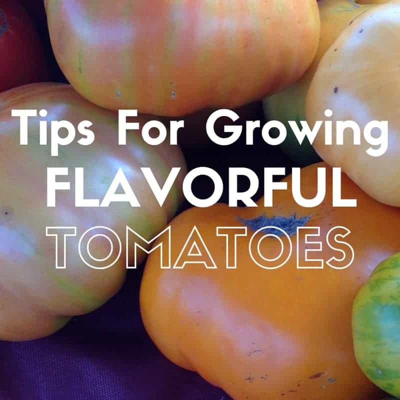 How To Grow The Most Flavorful Tomatoes