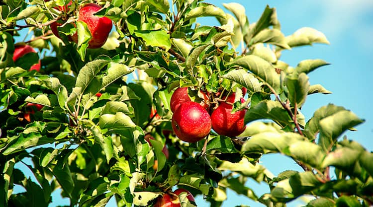 forage for apples