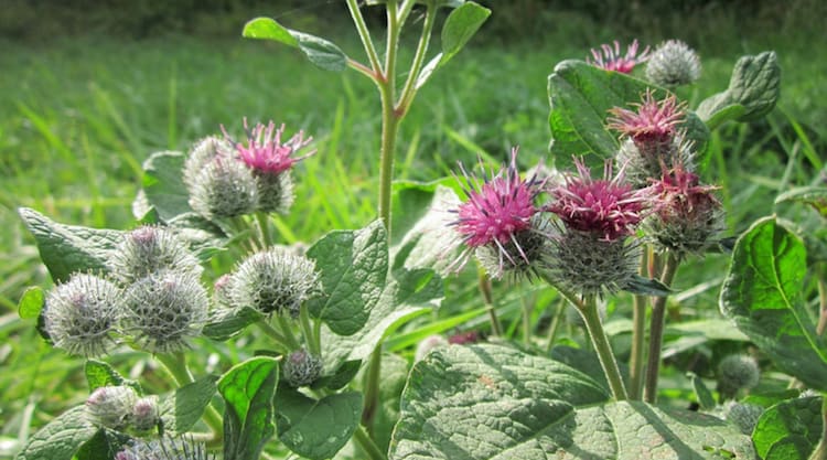 forage for burdock root