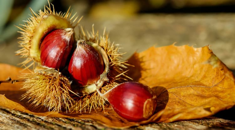 forage for chestnuts