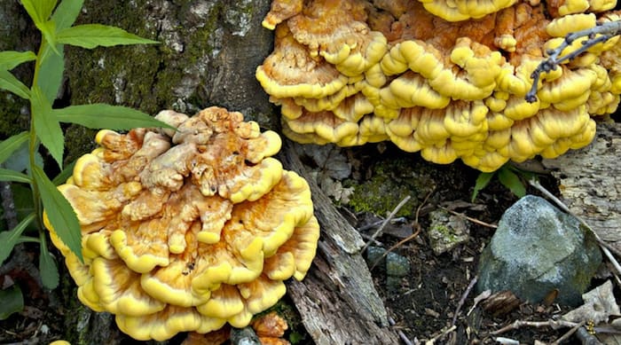forage for chicken of the woods mushroom