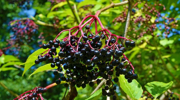 forage for elderberry