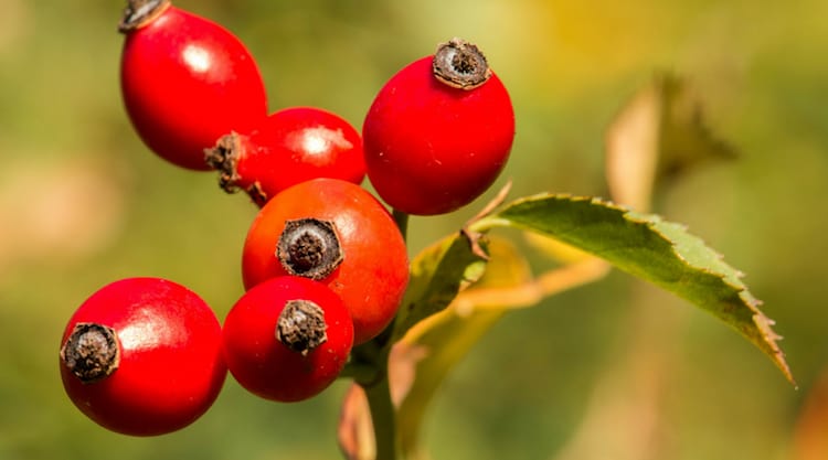 forage for rose hips