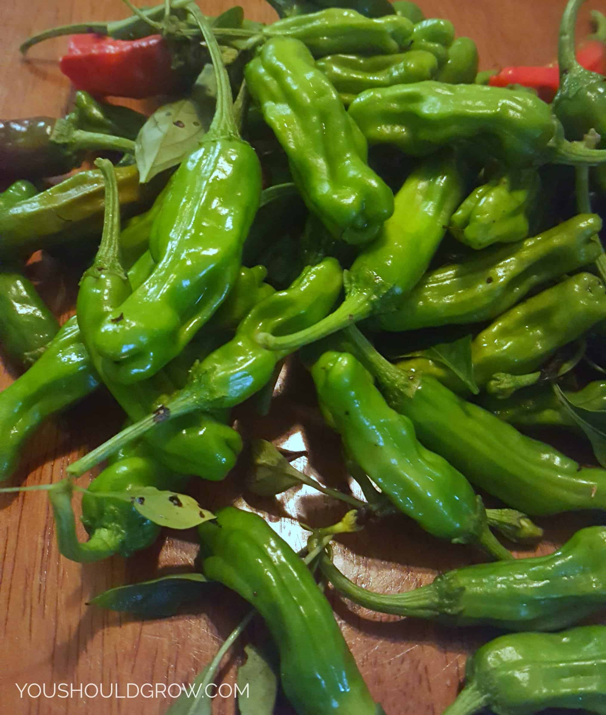 Shishito peppers are a sweet pepper with bright green skin and deep wrinkles.