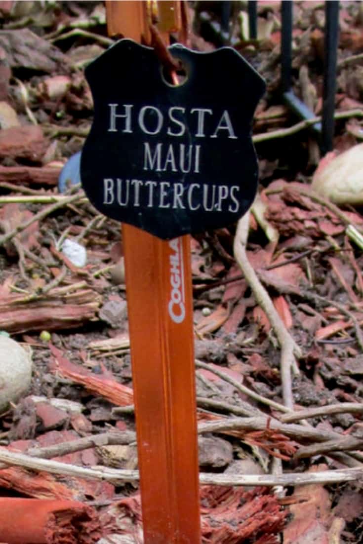 Garden markers: Easy diy with dog tag