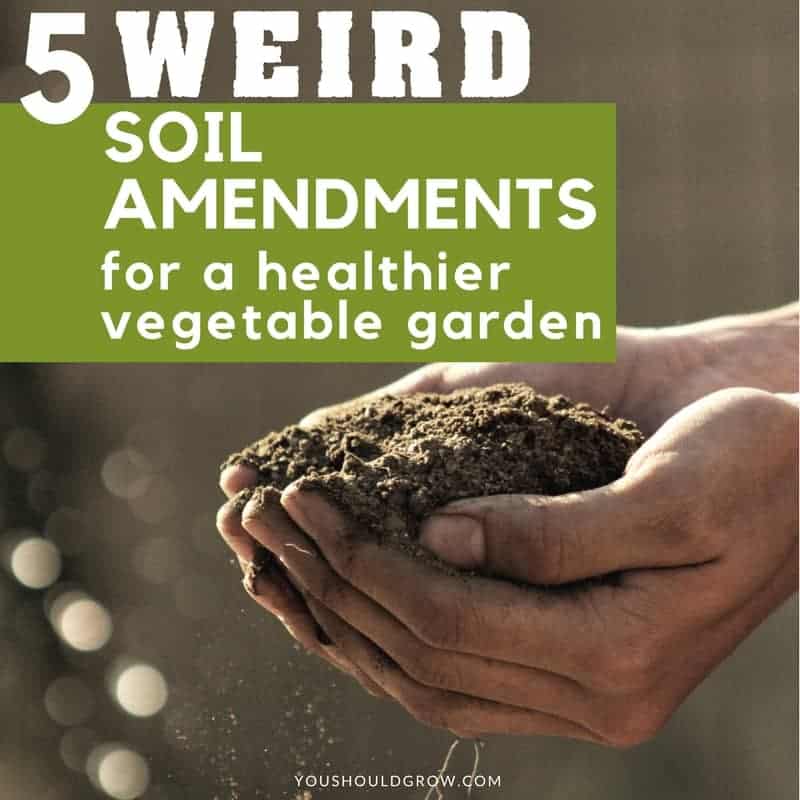 5 Weird Garden Soil Amendments For A Healthier Vegetable Garden