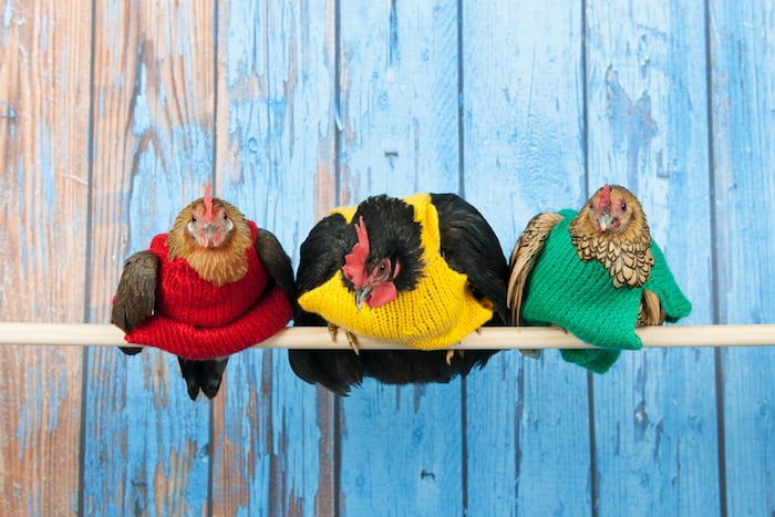 Row chickens with colorful sweaters in blue henhouse on stick