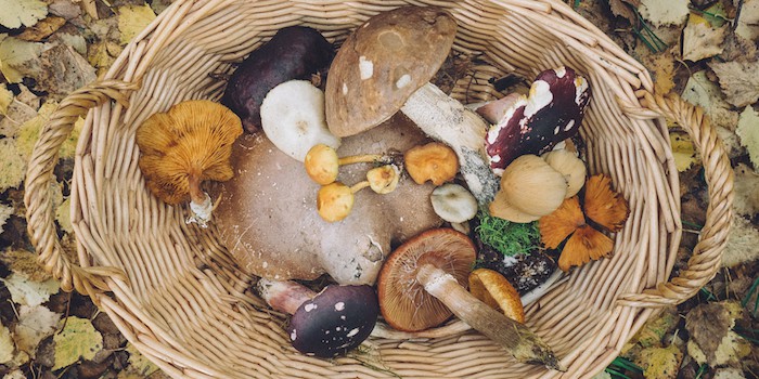 Basket of assorted mushrooms