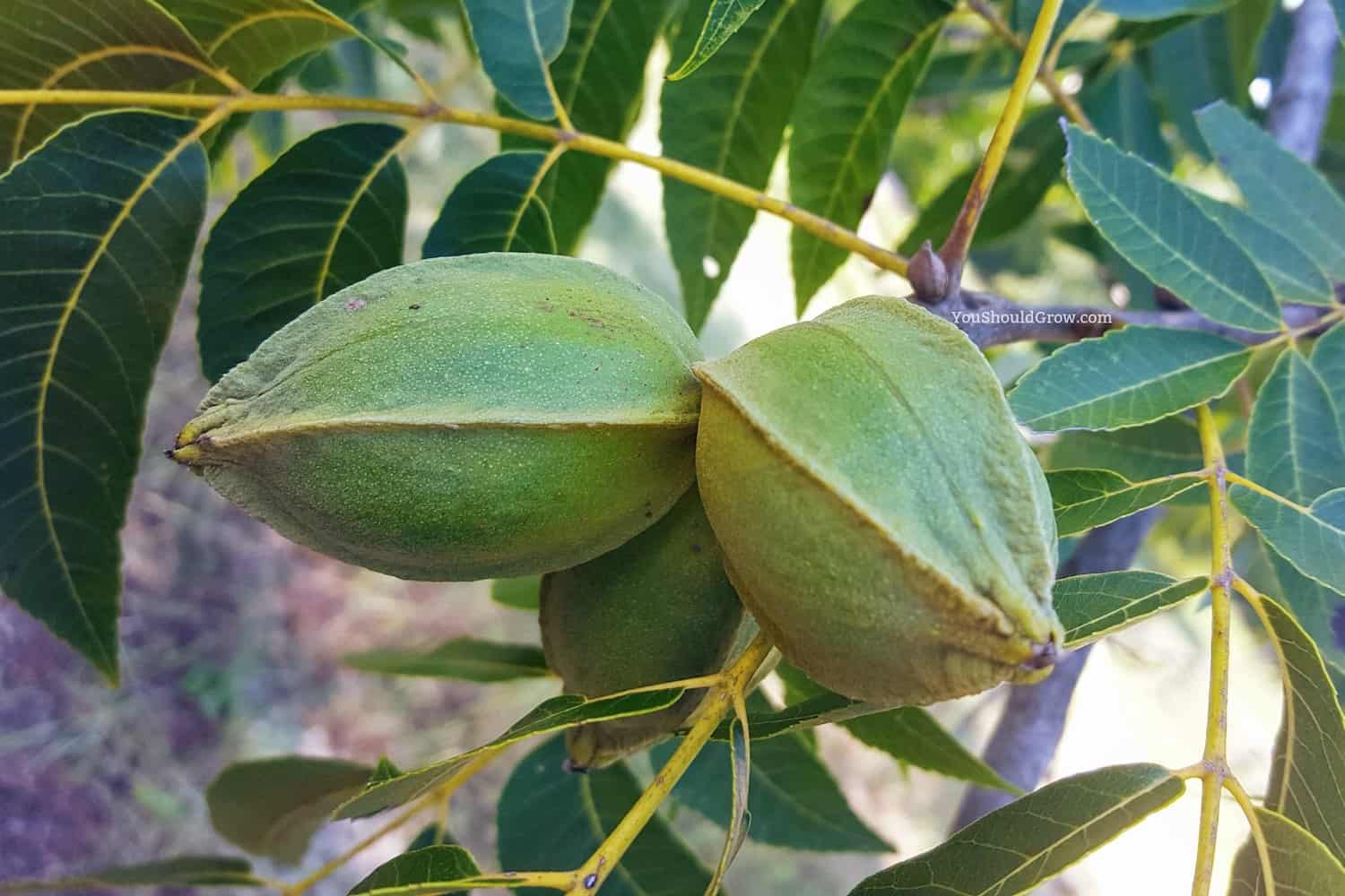 Pecans grow in green husks on beautiful giant trees. They are a fall food staple here in the south. Enjoy one of these delicious pecan recipes with your family!