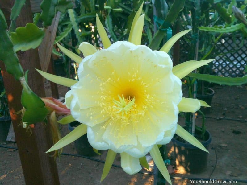 The stunning white and yellow blooms of a dragon fruit plant.
