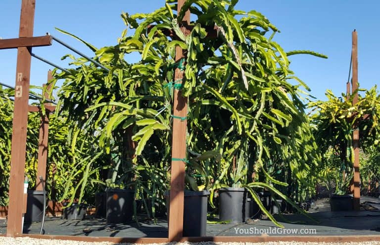 How To Grow Dragon Fruit At Home - You Should Grow