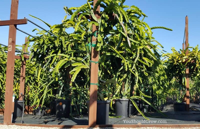 indoor dragon fruit tree