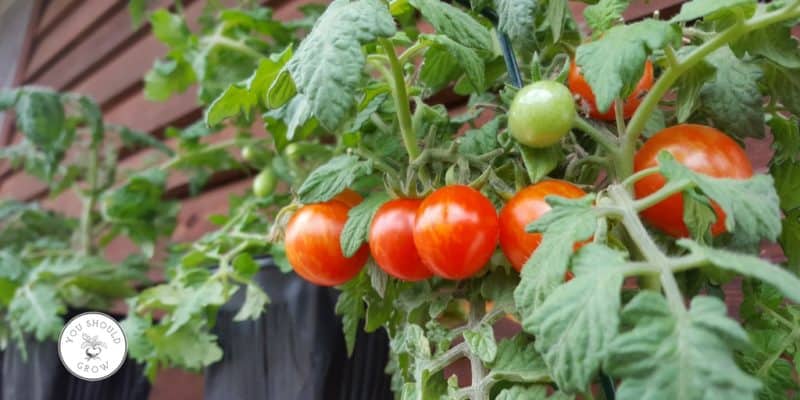 Growing flavorful tomatoes