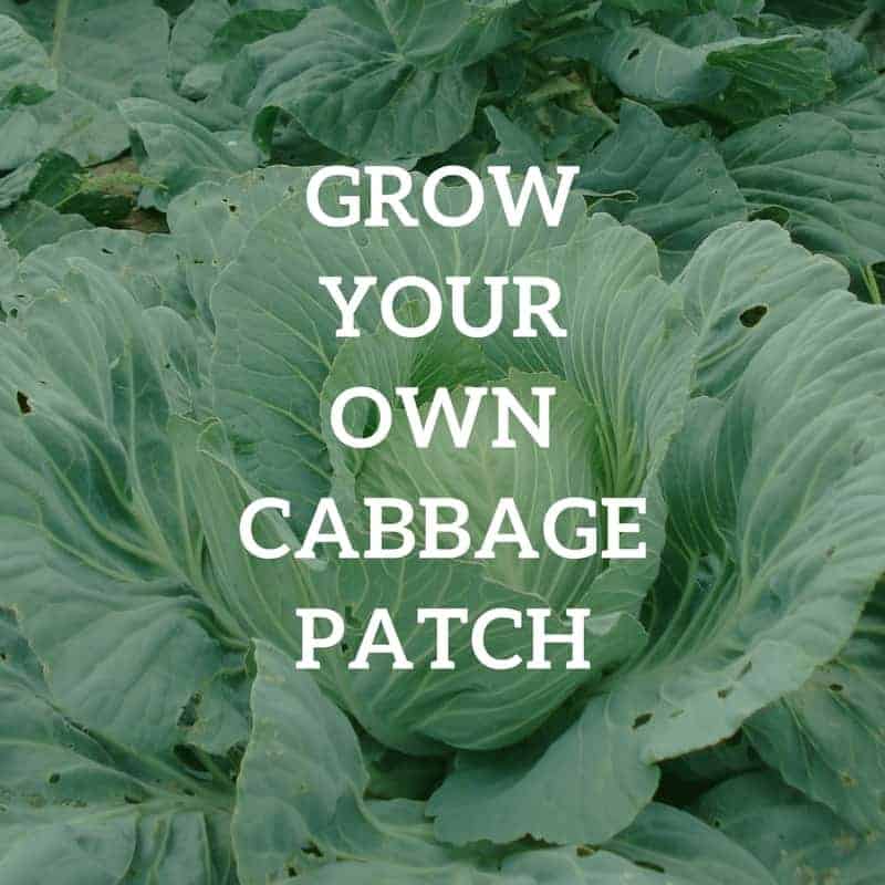 Grow Your Own Cabbage Patch