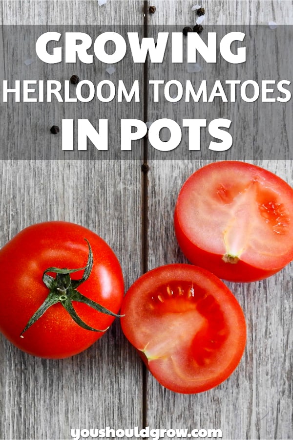 Wondering the best way to grow heirloom tomatoes in pots? Click for juicy tips!
