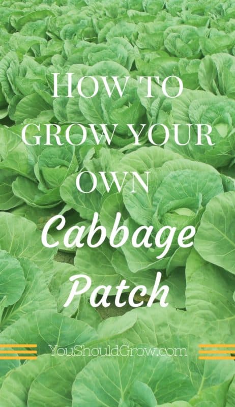 Cabbage is the unsung superfood! With all the benefits of kale, but a milder, sweeter taste, you'll love growing your own cabbage in the fall and spring gardens.