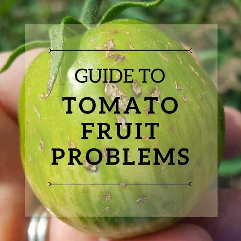 Tomato Problems: What’s Wrong With My Tomato?