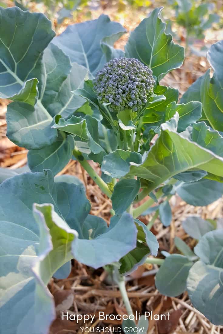 Vegetable gardening: Healthy broccoli plant.