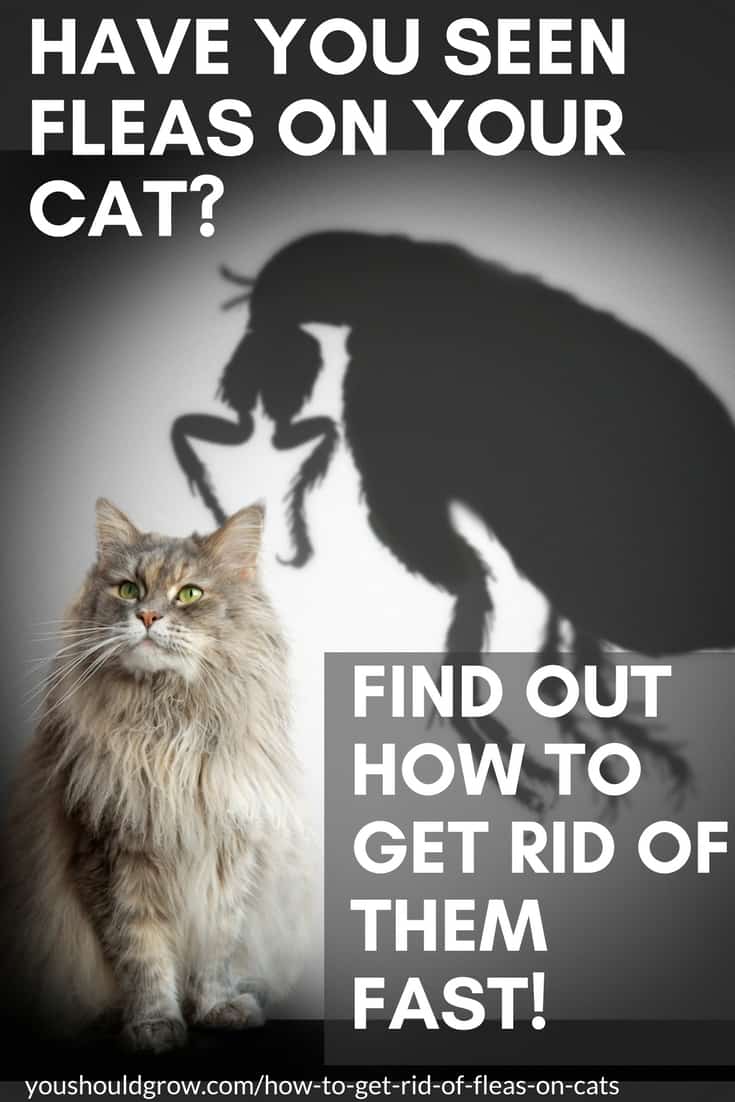 Have you seen fleas on your cat? Find out how to get rid of them fast! Text overlaying image of grey long-haired cat with a large shadow of a flea looming over it.