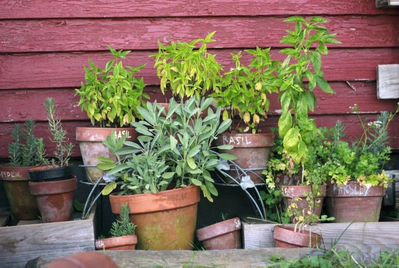 A collection of herbs growing in small pots.