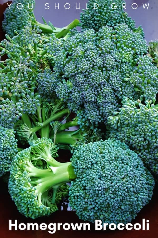 Homegrown broccoli organic vegetable gardening tips.