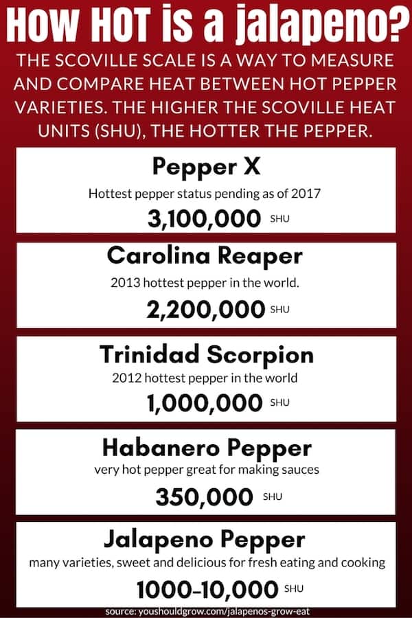 Growing jalapenos: where do jalapenos rate on the scoville scale?