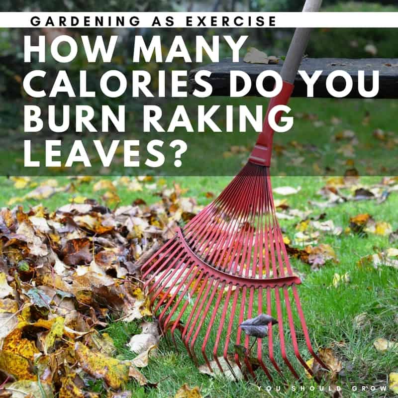 How Many Calories Do You Burn Raking Leaves? You Should Grow