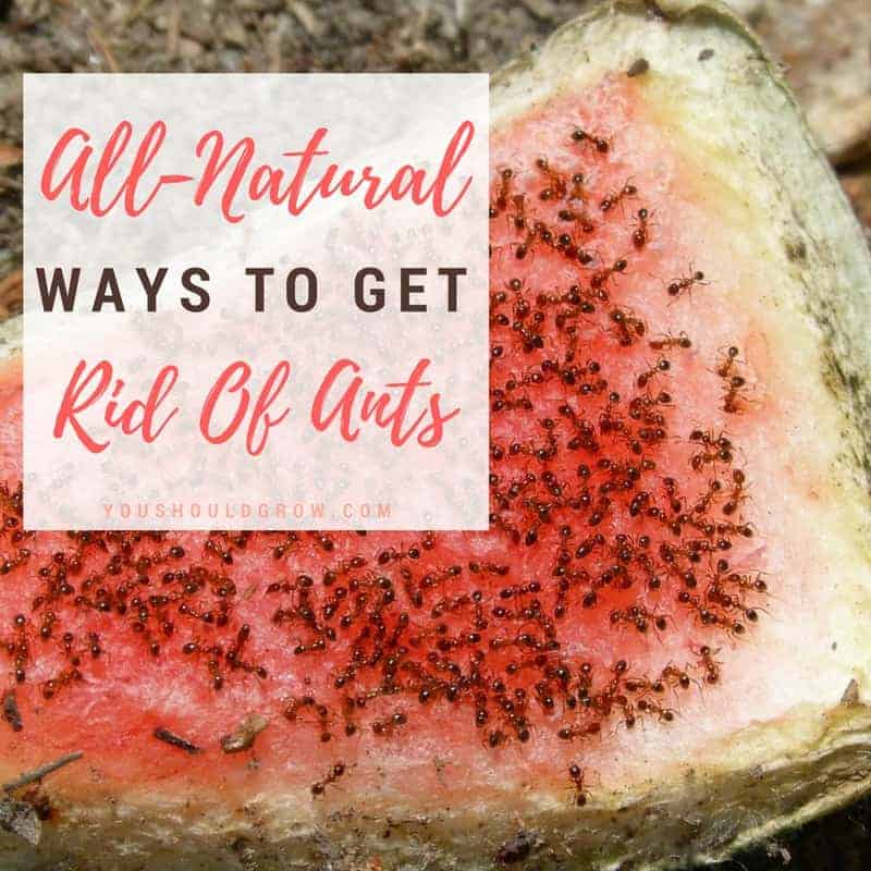 57 All Natural Ways To Get Rid Of Ants