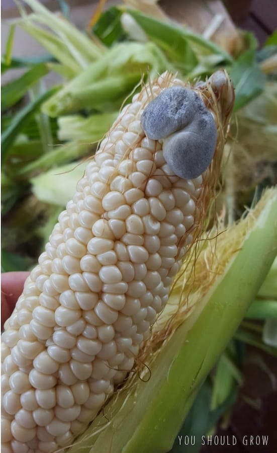 Image of corn kernels swollen from corn smut