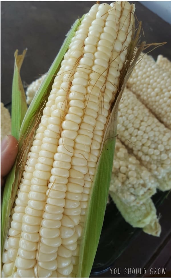 Country Gentlemen ear of corn