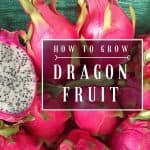 How to grow dragon fruit