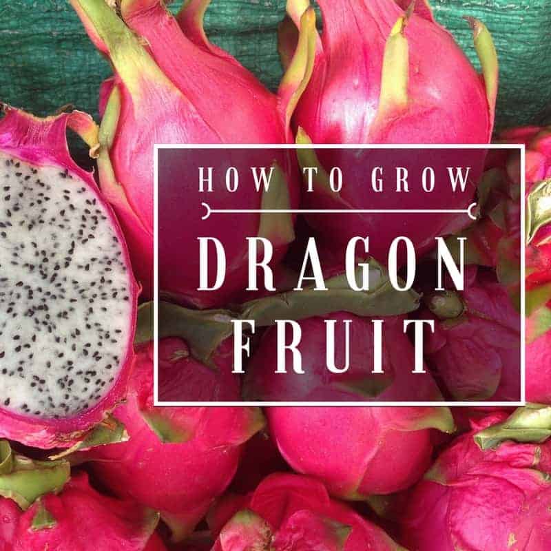 Dragon Fruit Plant Care: How to Grow Dragon Fruit (Pitaya) - Planet Natural