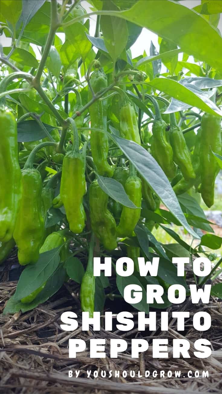 Shishito pepper plants are compact and super productive.