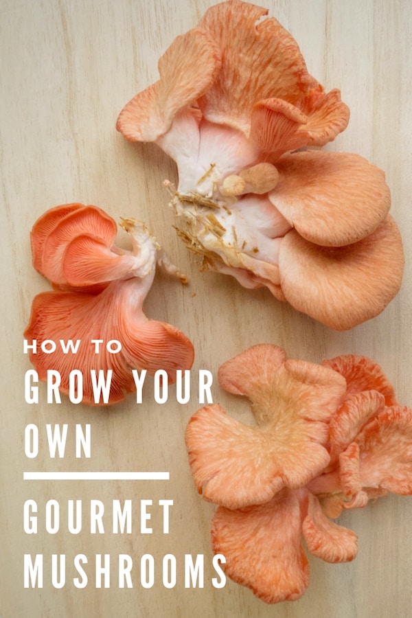 pink oyster mushrooms on a cutting board with text: how to grow your own gourmet mushrooms