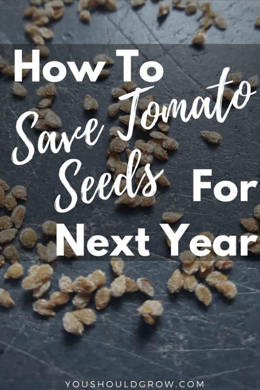 How To Save Tomato Seeds It's Easier Than You Think You Should Grow