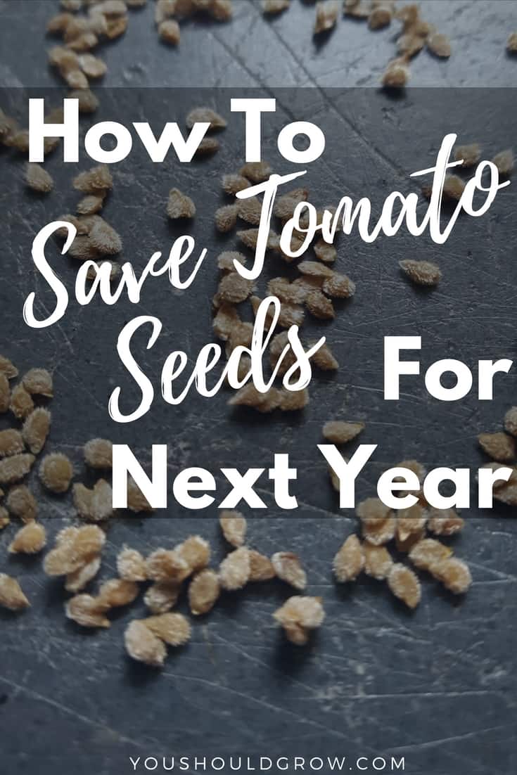 How to save tomato seeds for next year text overlaying image of tomato seeds on a grey background