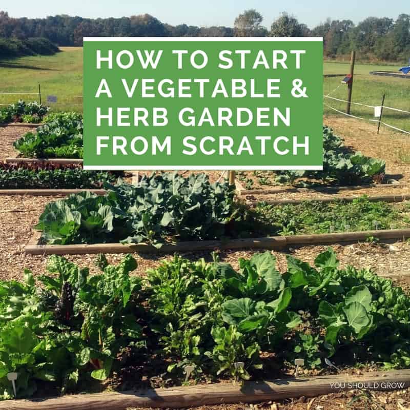 Vegetable And Herb Garden From Scratch, How To Start Garden From Scratch