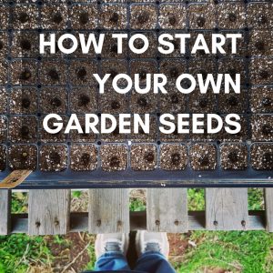 how to start your own garden seeds