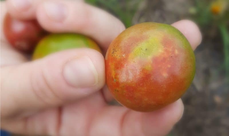 Insect damage on tomato