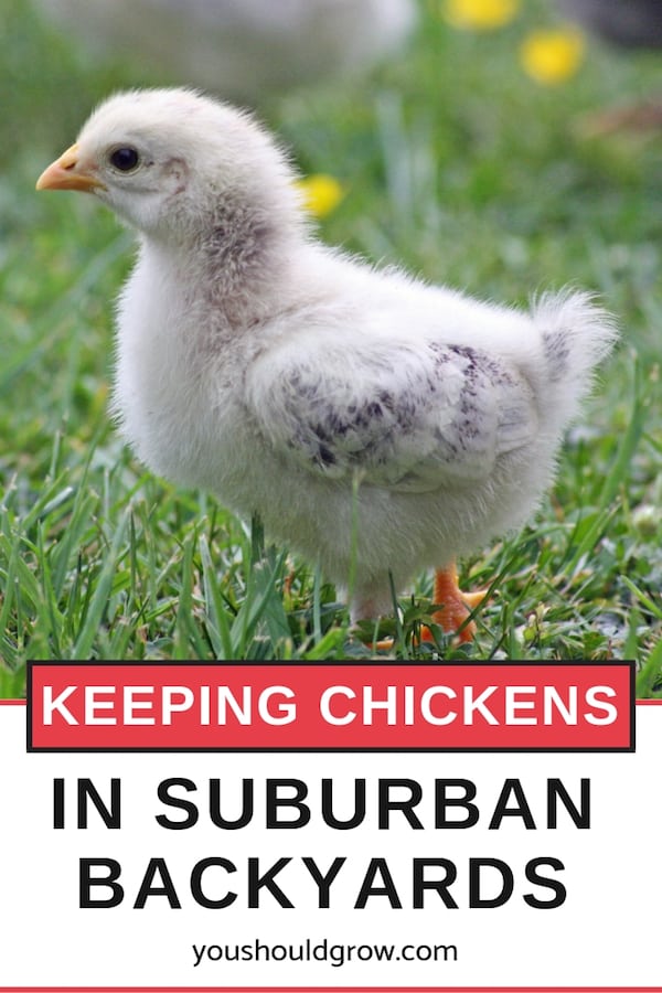 keeping chickens in suburban backyards