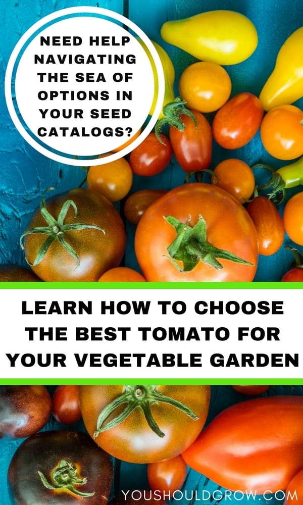 Image with multi colored tomaotes and text: how to choose the best tomato variety for your garden