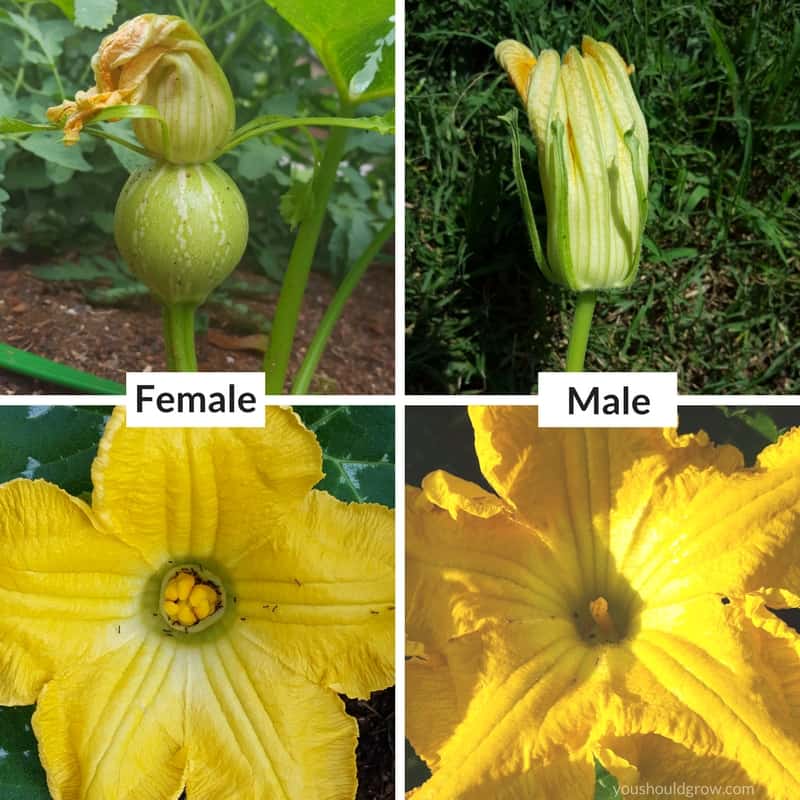 how to identify male and female flowers on squash plant