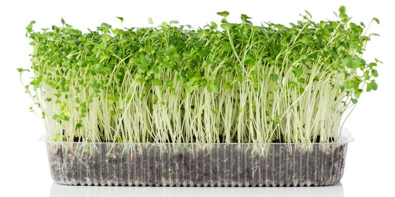 microgreens kit