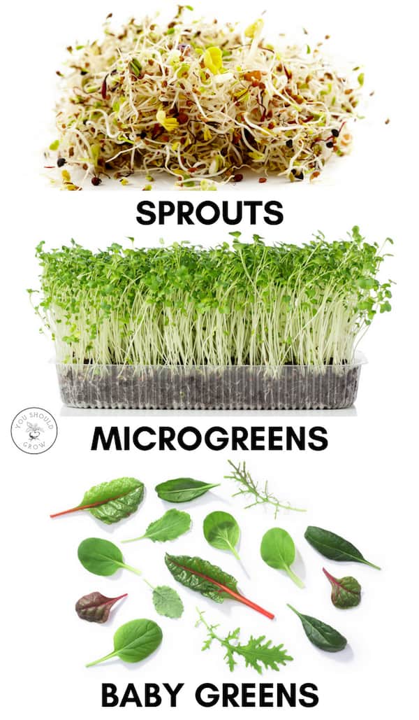 Difference between sprouts vs microgreens vs baby greeens