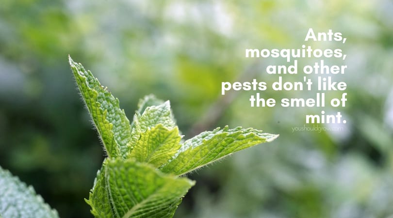 mint against blurred green background