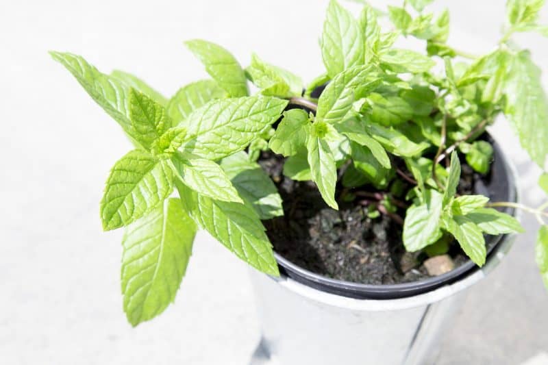 mint is a vigorous grower in the garden