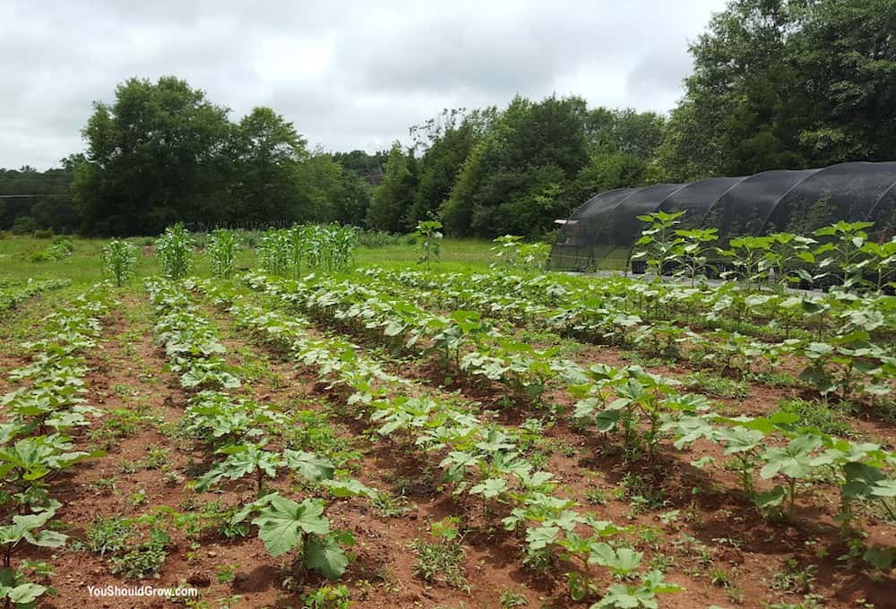 Young okra plants in a Georgia garden.