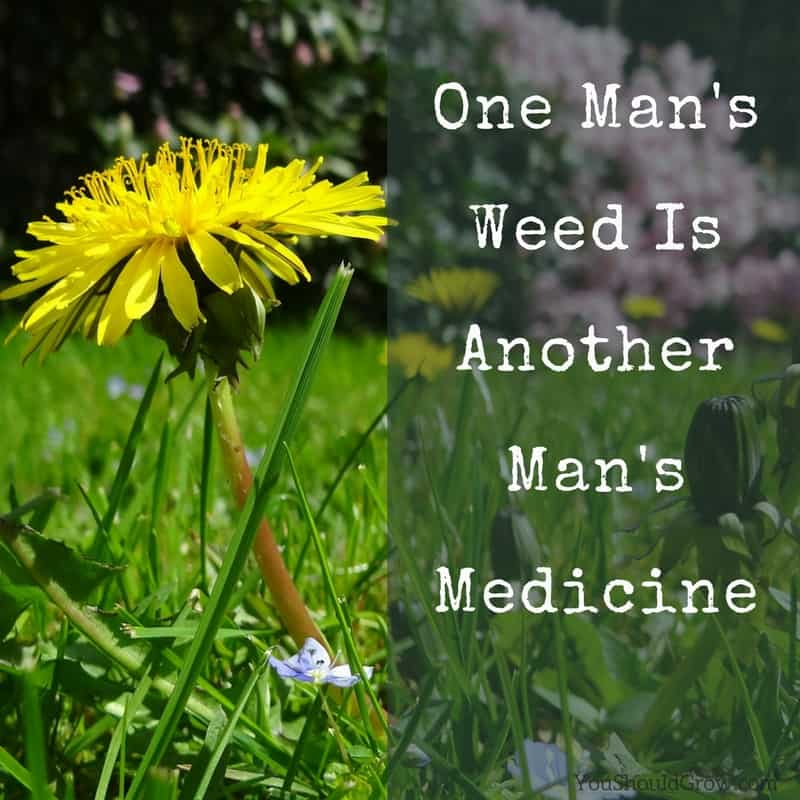 One man's weed is another man's medicine. youshouldgrow.com