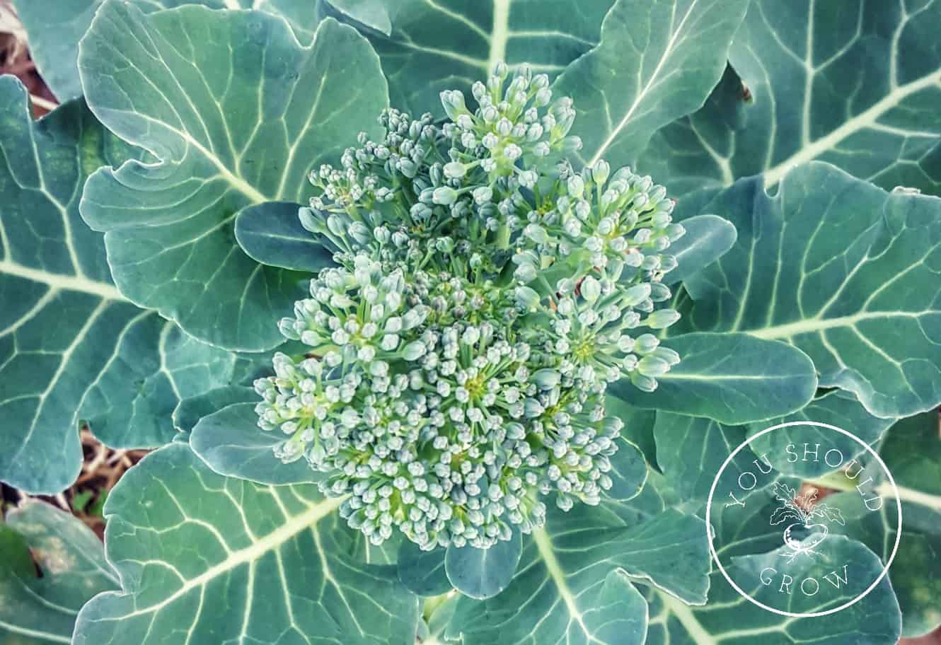 Three tricks to growing broccoli at youshouldgrow.com. Your source of encouragement and advice for growing your own food.